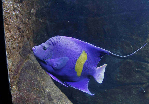 Cretaquarium Noble Hotel